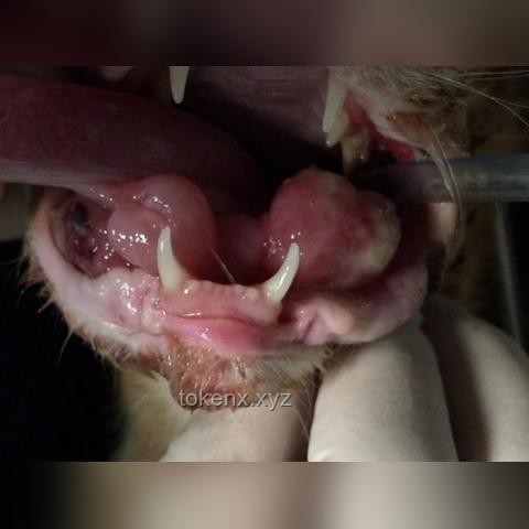如何应对猫咪频繁外出玩耍的问题：坏猫！又跑哪去玩了！